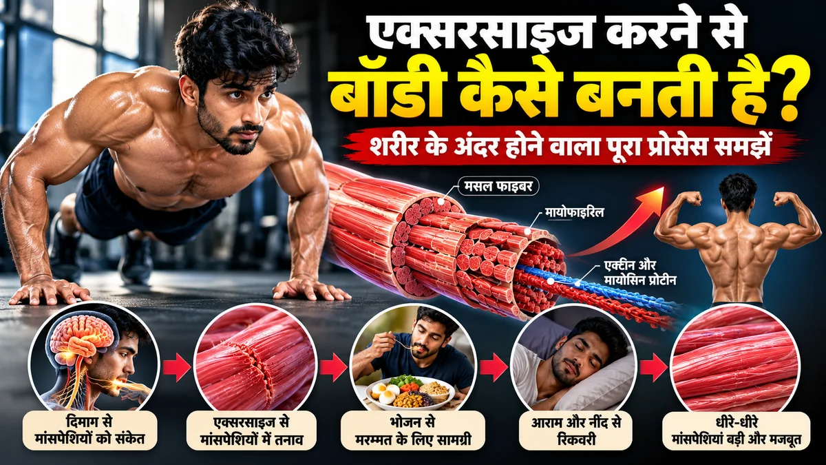 पुश-अप करते व्यक्ति, मांसपेशियों के तंतुओं तथा भोजन और नींद से मसल्स ग्रोथ की प्रक्रिया दर्शाती इमेज।